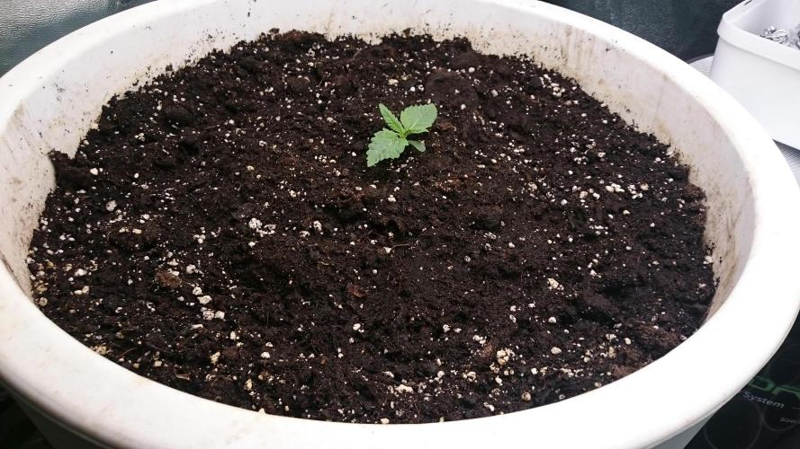 Lady Ambrosia. Week 1 - 10