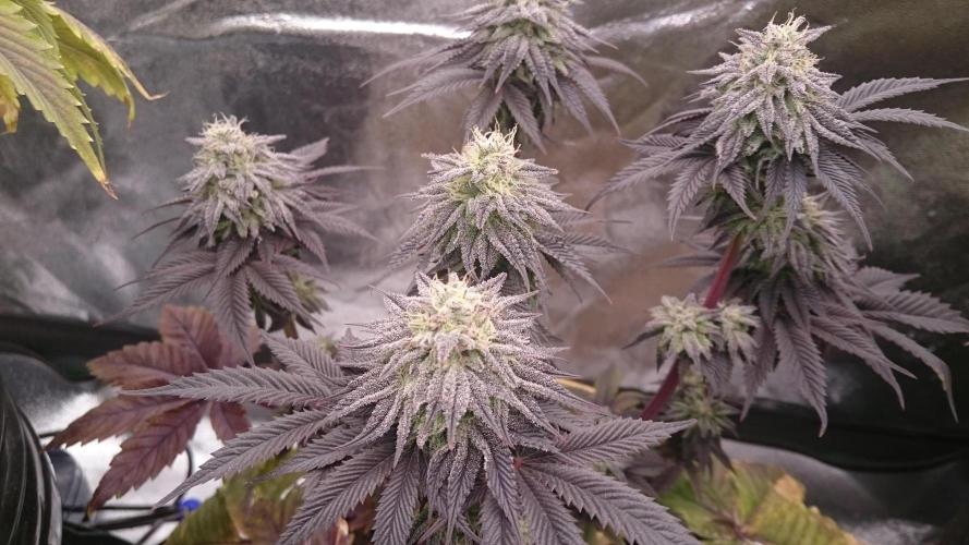 BagseedBloodDragon. Week 9 - 90