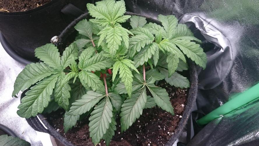 Bagseed BloodDragon lastone. Week 5 - 52