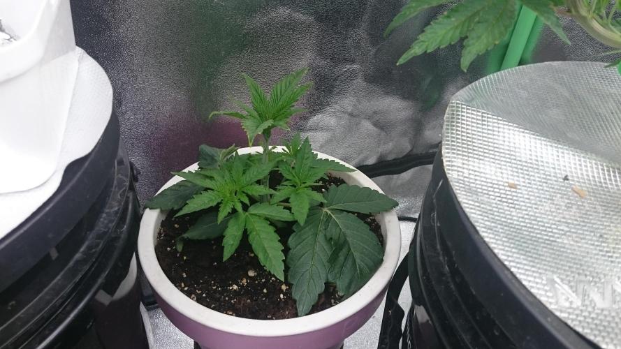 Lady Parysatis. Week 2 - 24