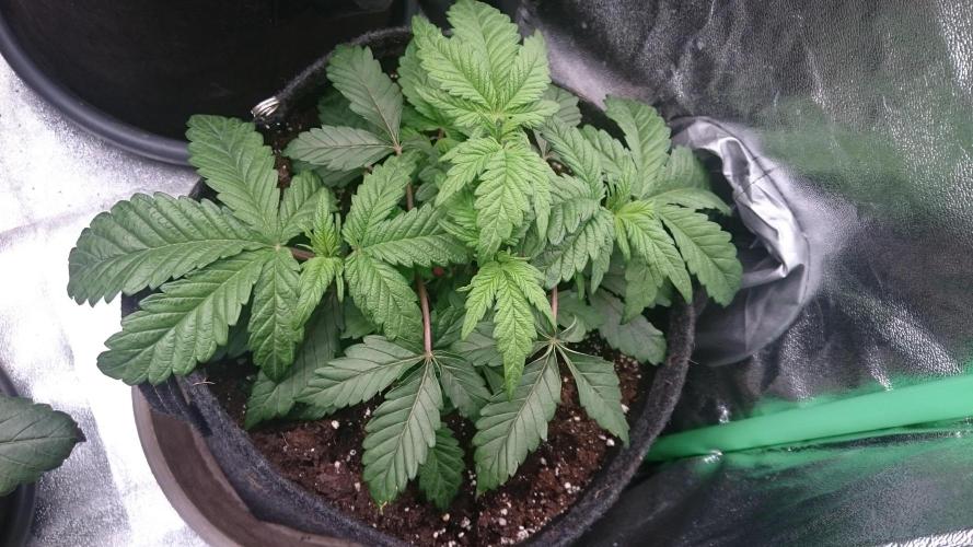 Bagseed BloodDragon lastone. Week 5 - 53