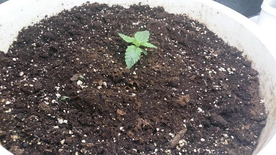 Lady Ambrosia. Week 1 - 11