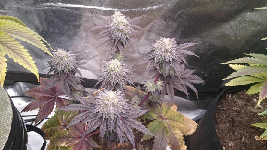 BagseedBloodDragon. Week 9 - 91