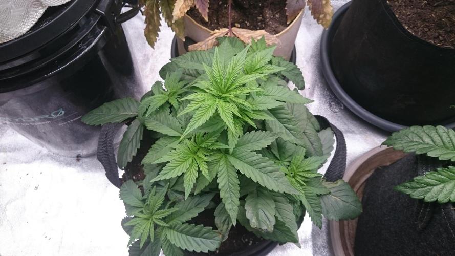 Lady Muireann. Week 3 - 36