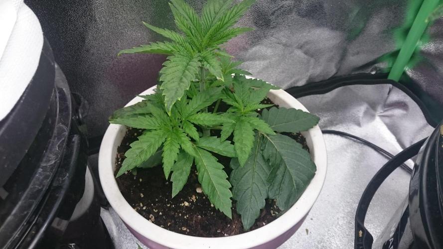 Lady Parysatis. Week 2 - 25