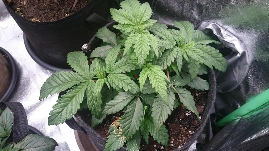 Bagseed BloodDragon lastone. Week 5 - 54