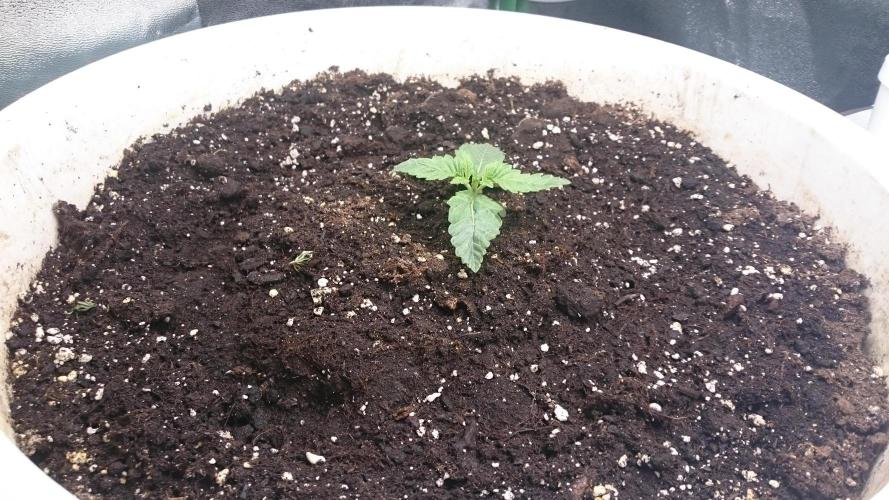 Lady Ambrosia. Week 1 - 12