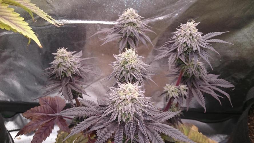 BagseedBloodDragon. Week 9 - 92