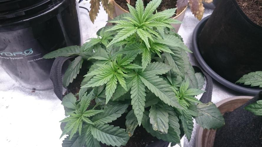 Lady Muireann. Week 3 - 37