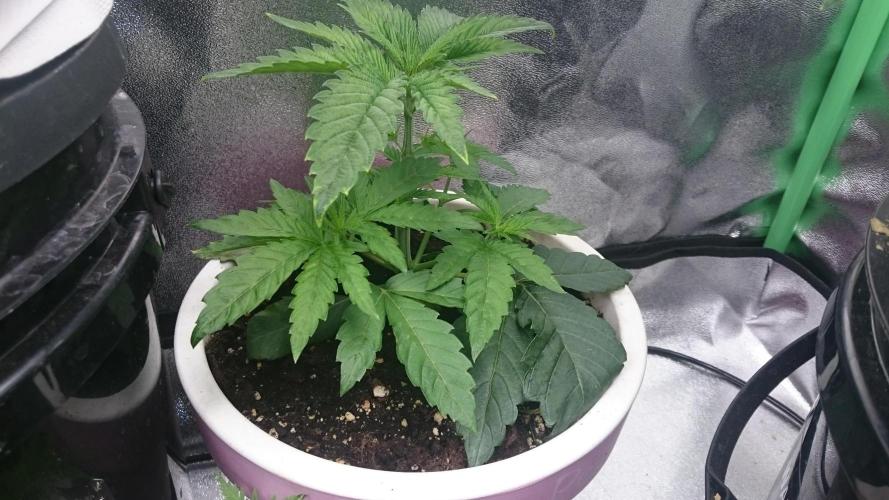 Lady Parysatis. Week 2 - 26