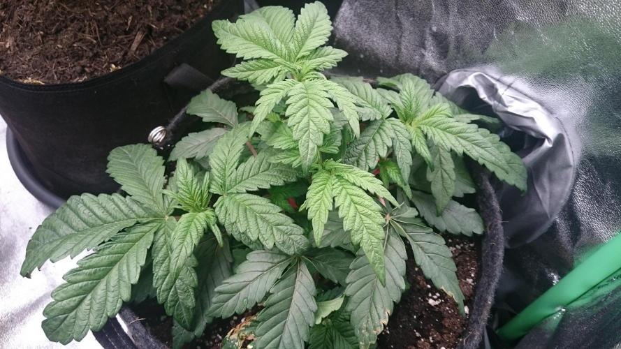 Bagseed BloodDragon lastone. Week 5 - 55