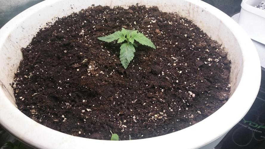 Lady Ambrosia. Week 1 - 13