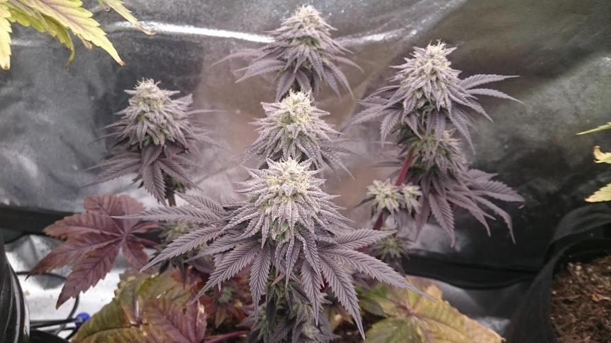 BagseedBloodDragon. Week 9 - 93