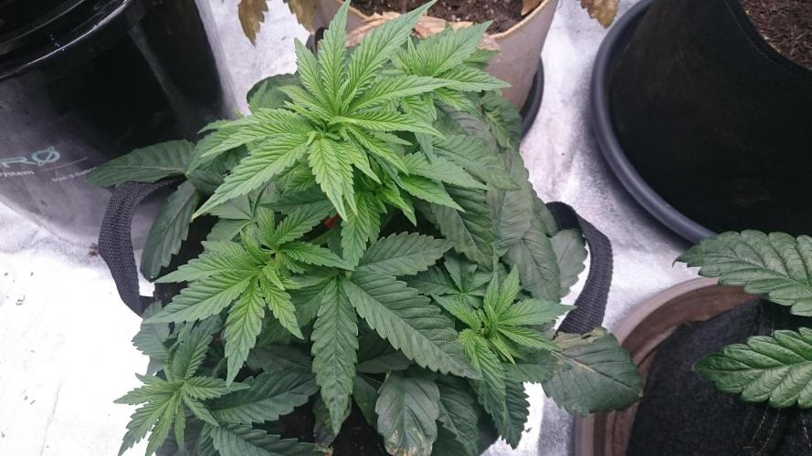 Lady Muireann. Week 3 - 38