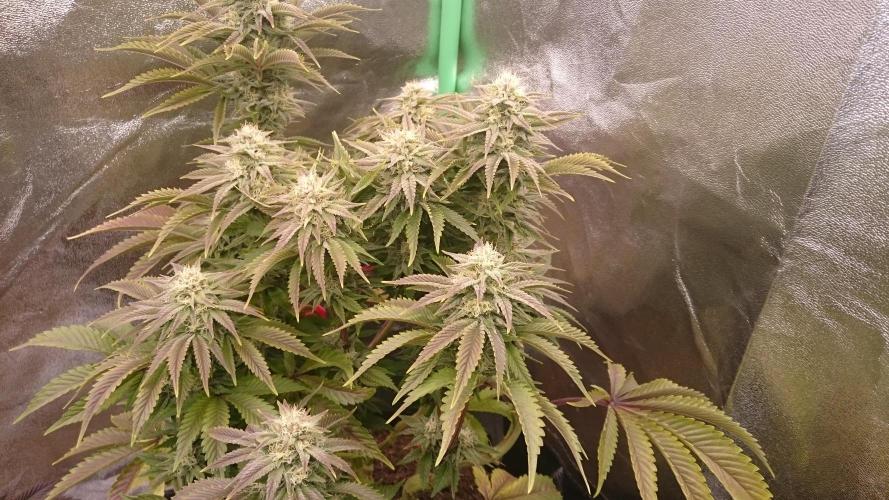 Lady Livia Vi. Week 11 - 20