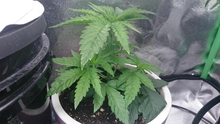 Lady Parysatis. Week 2 - 27