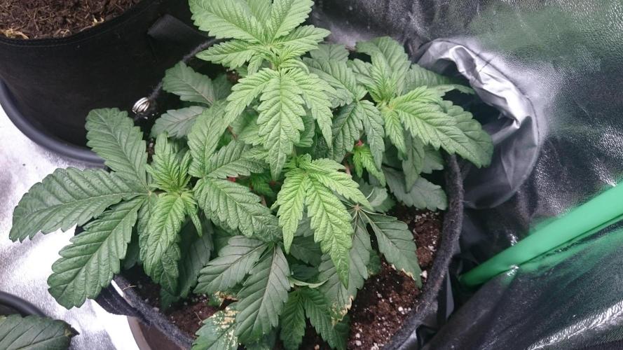 Bagseed BloodDragon lastone. Week 5 - 56