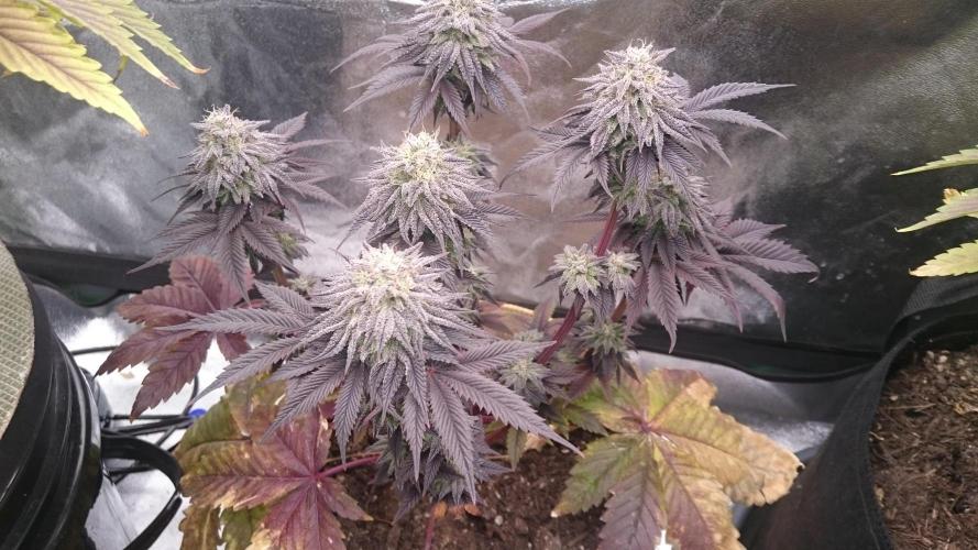 BagseedBloodDragon. Week 9 - 94