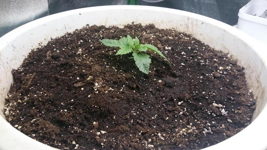 Lady Ambrosia. Week 1 - 14