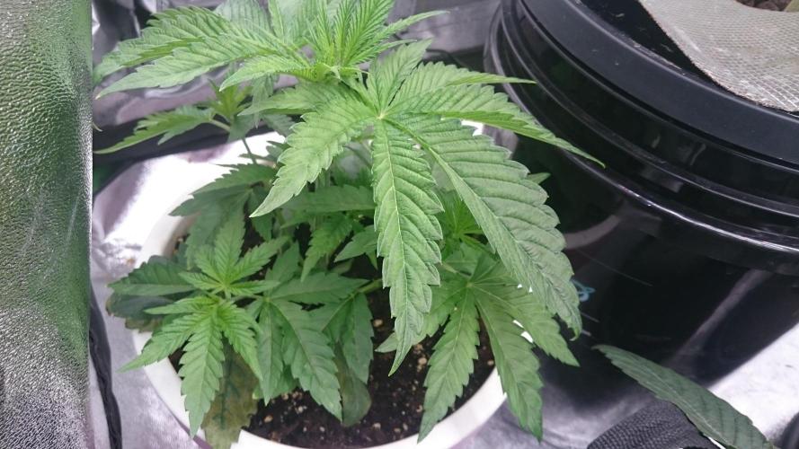 Lady Parysatis. Week 3 - 28