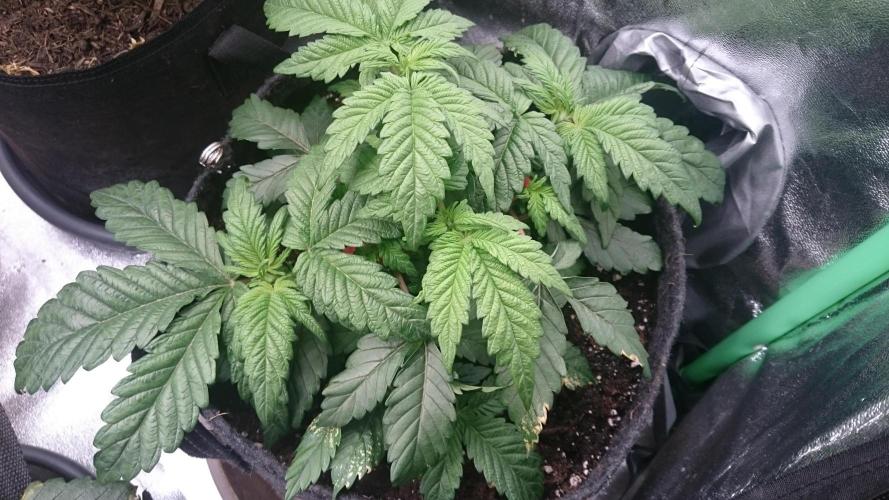 Bagseed BloodDragon lastone. Week 5 - 57