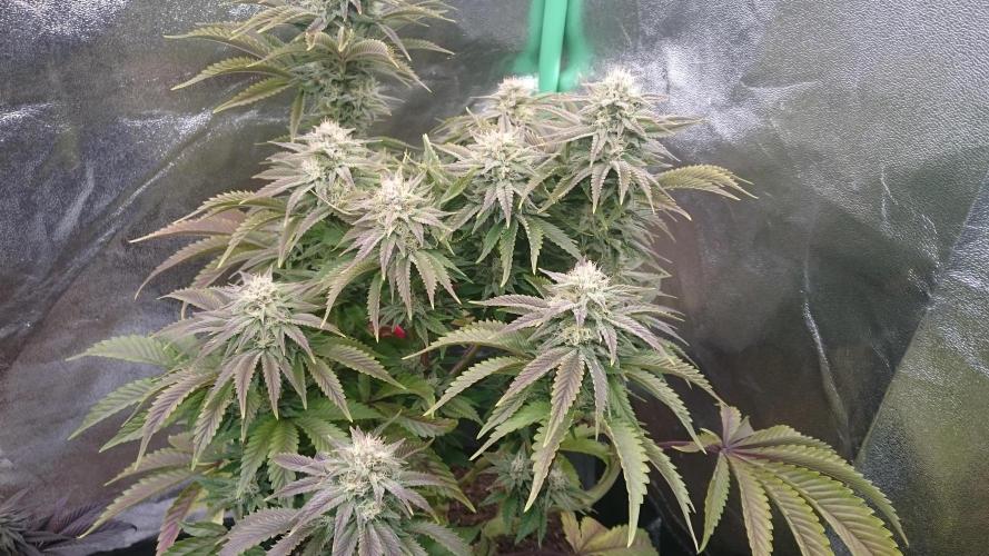 Lady Livia Vi. Week 11 - 21