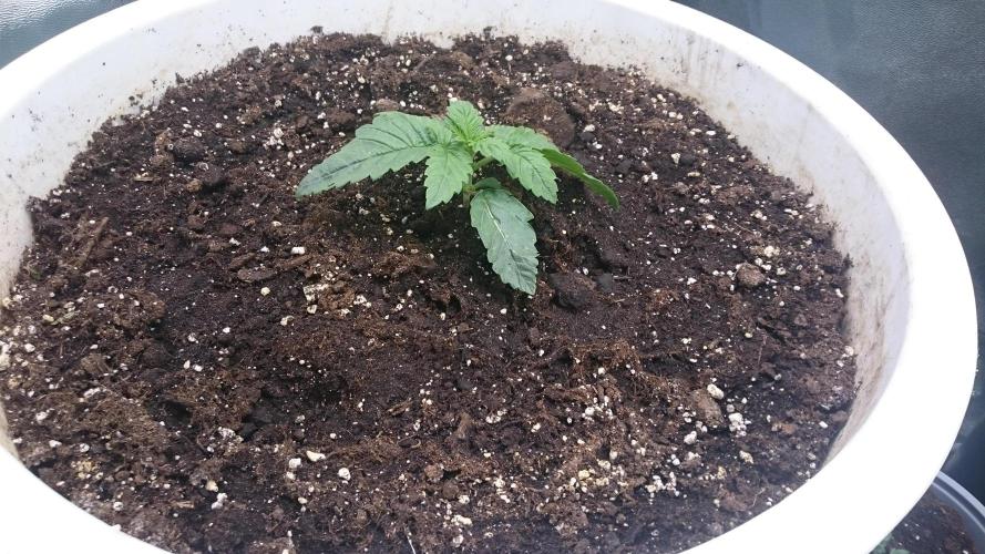 Lady Ambrosia. Week 1 - 15