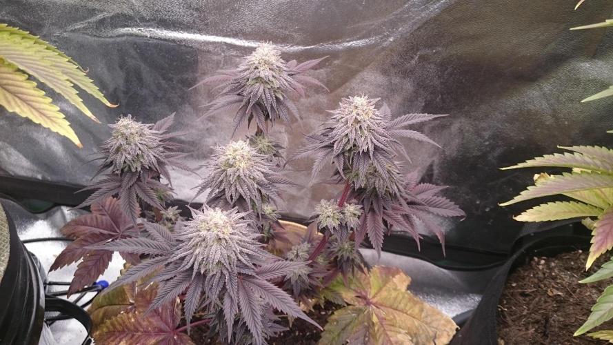 BagseedBloodDragon. Week 9 - 95