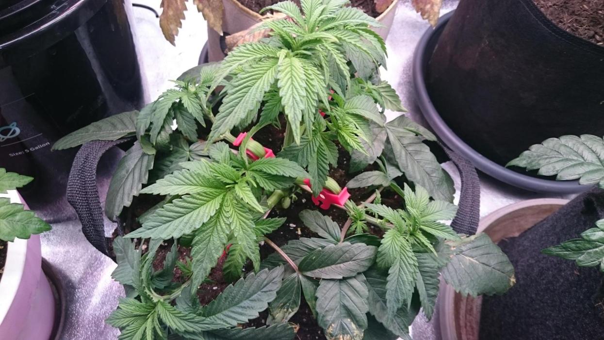 Lady Muireann. Week 4 - 40