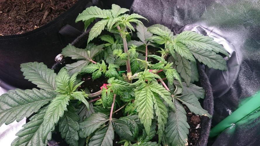 Bagseed BloodDragon lastone. Week 5 - 58