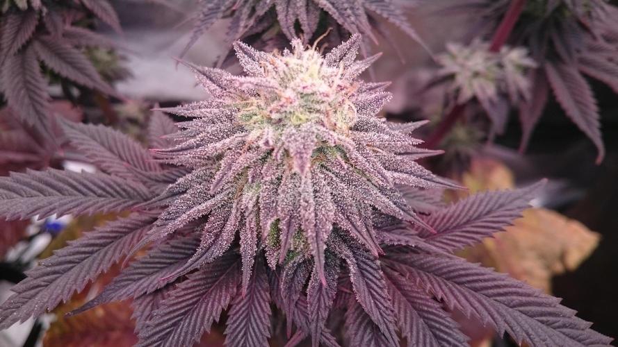 BagseedBloodDragon. Week 9 - 96