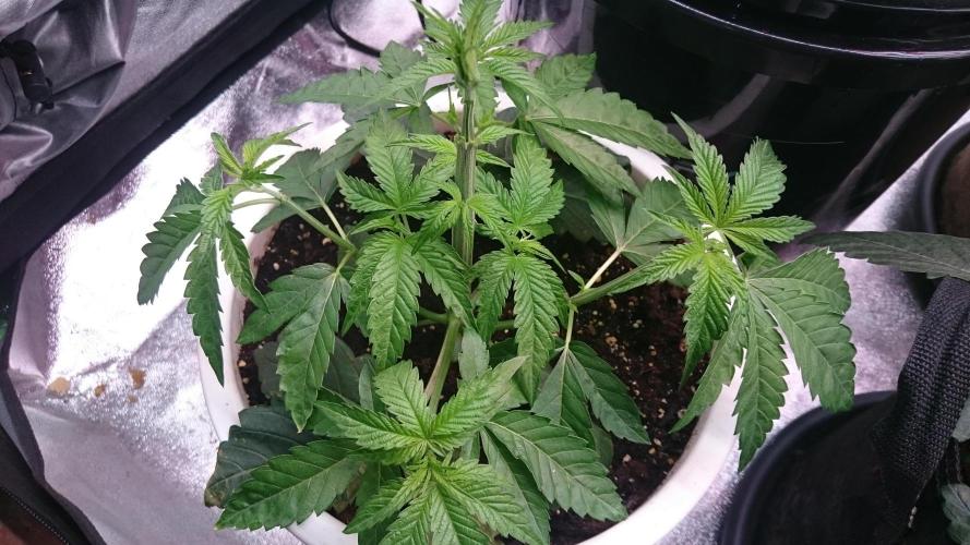 Lady Parysatis. Week 3 - 29