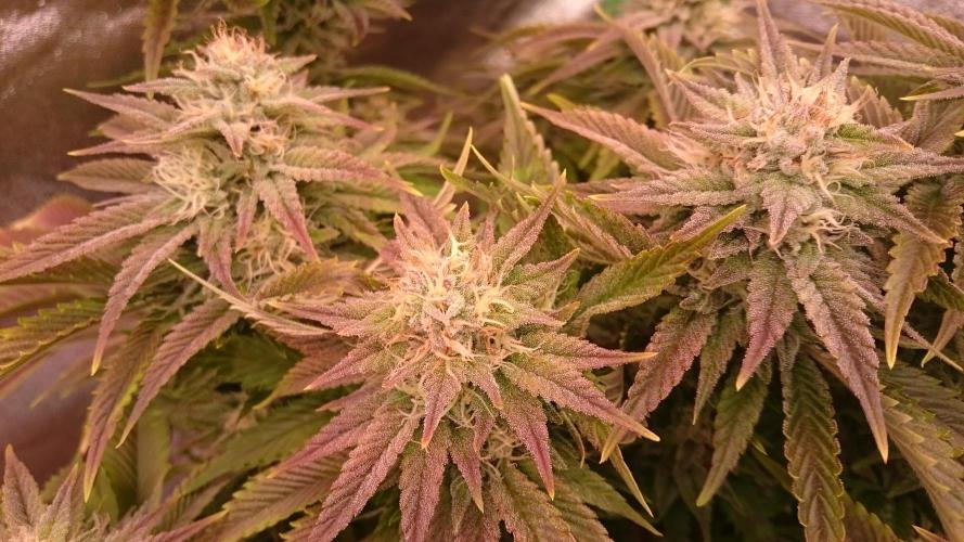 Lady Livia Vi. Week 11 - 22