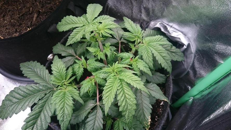 Bagseed BloodDragon lastone. Week 5 - 59