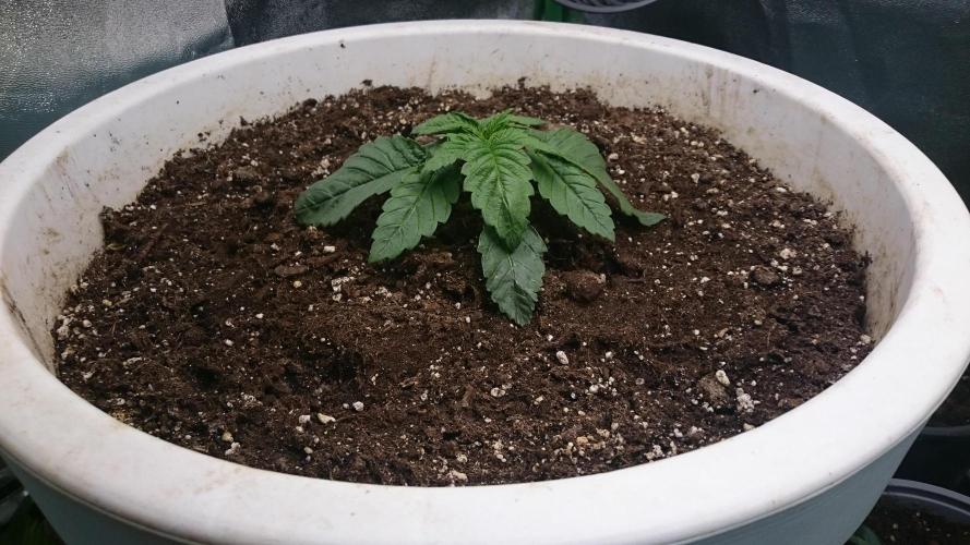 Lady Ambrosia. Week 1 - 17