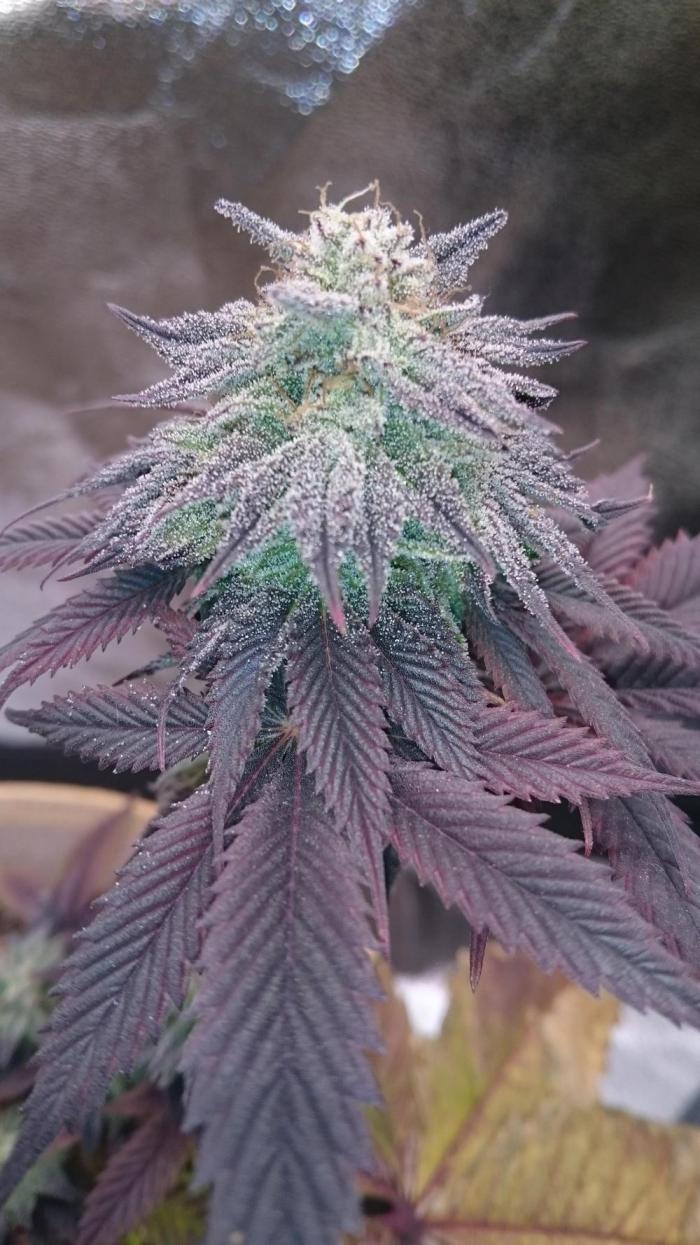 BagseedBloodDragon. Week 10