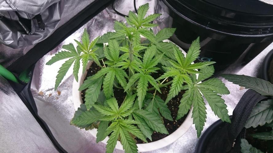 Lady Parysatis. Week 3 - 30