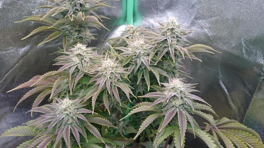 Lady Livia Vi. Week 11 - 23