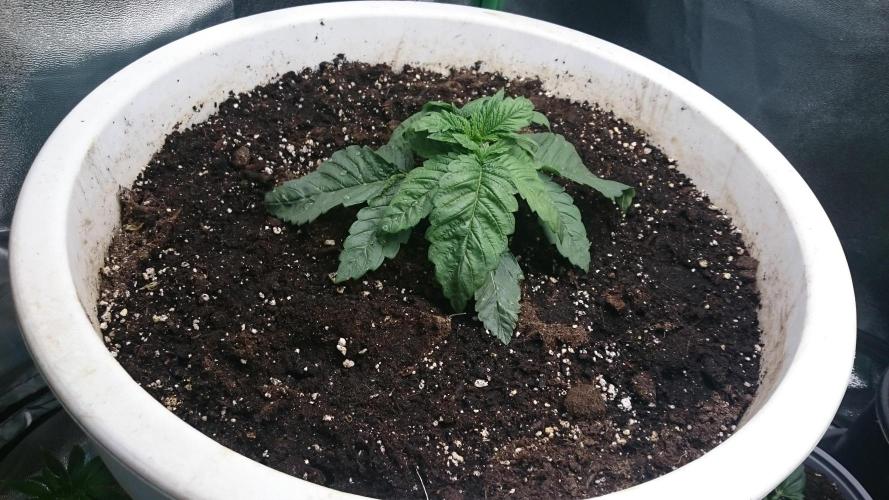 Lady Ambrosia. Week 1 - 18