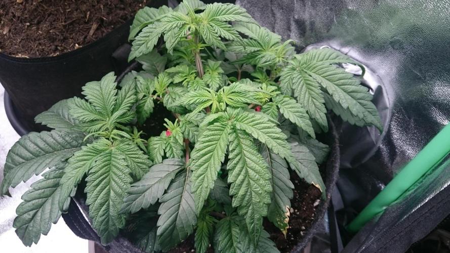 Bagseed BloodDragon lastone. Week 6 - 61