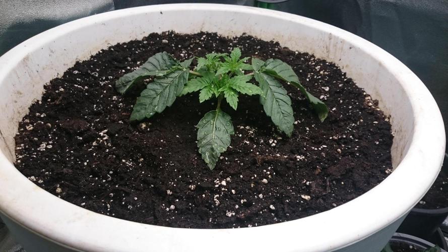 Lady Ambrosia. Week 2 - 20