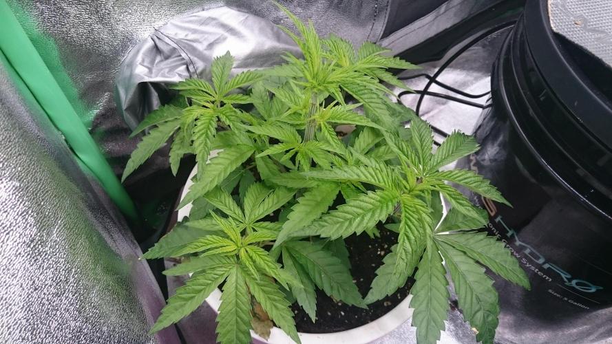 Lady Parysatis. Week 3 - 32