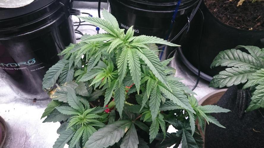 Lady Muireann. Week 4 - 44