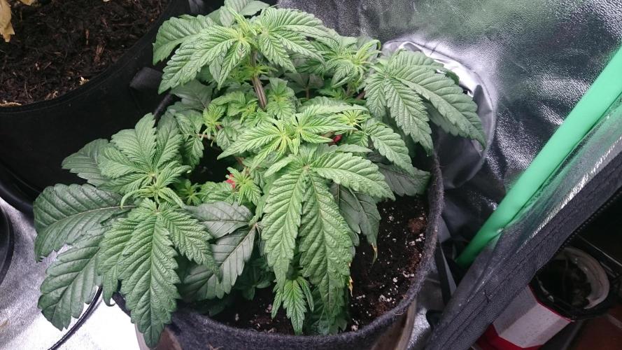 Bagseed BloodDragon lastone. Week 6 - 62