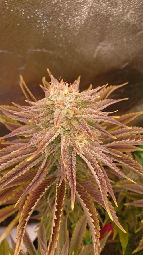 Lady Livia Vi. Week 11 - 27