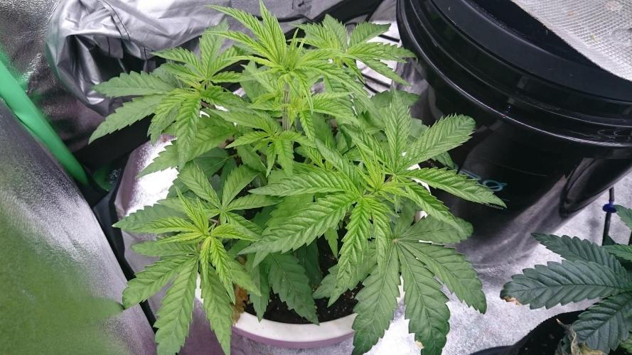 Lady Parysatis. Week 3 - 33