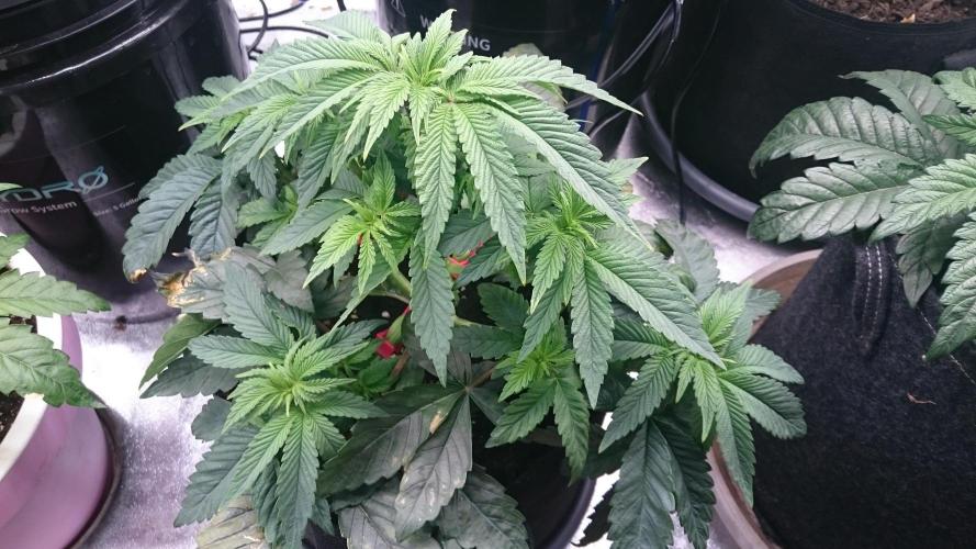 Lady Muireann. Week 4 - 45