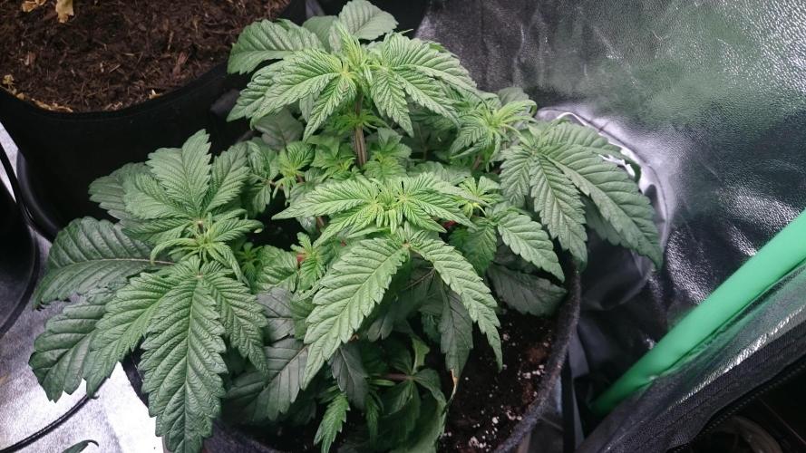 Bagseed BloodDragon lastone. Week 6 - 63