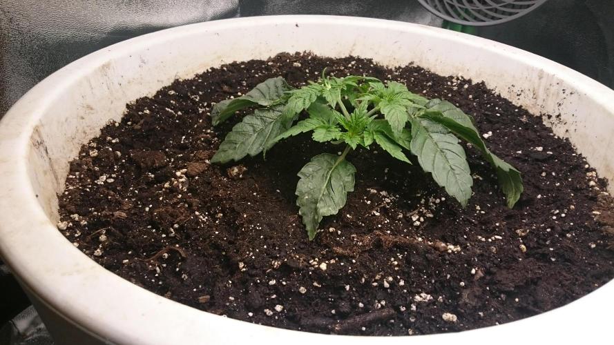 Lady Ambrosia. Week 2 - 21