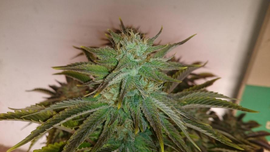 Lady Livia Vi. Week 12